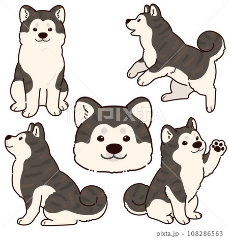 シンプルで可愛い虎毛の秋田犬のイラストセット　主線あり 108286563