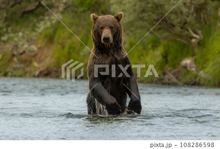 Brown Bear Fishing for Sockeye Salmon in Alaksa Brown Bear Fishing for Sockeye Salmon in Alaksa 108286598