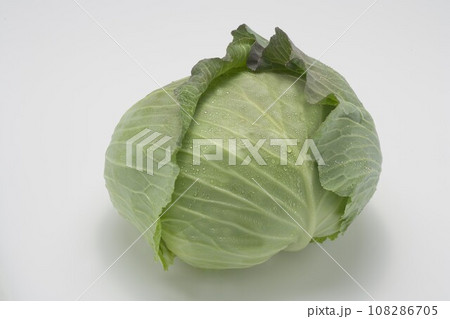 キャベツ キャベツ 108286705