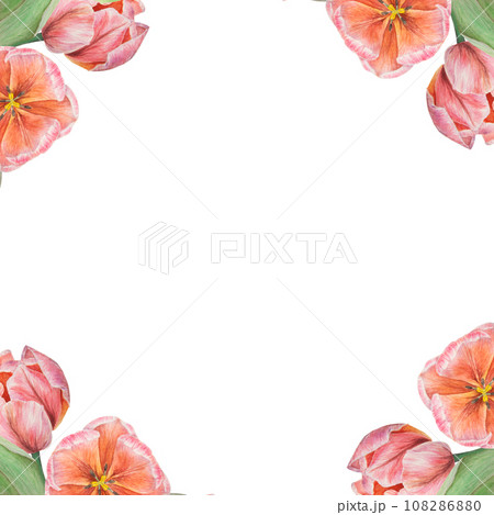 Watercolor realistic botanical illustration of pink tulips frame for your design, wedding print products, paper, invitations, cards, fabric, posters, card for Mother's day, March 8, Easter, festivals 108286880
