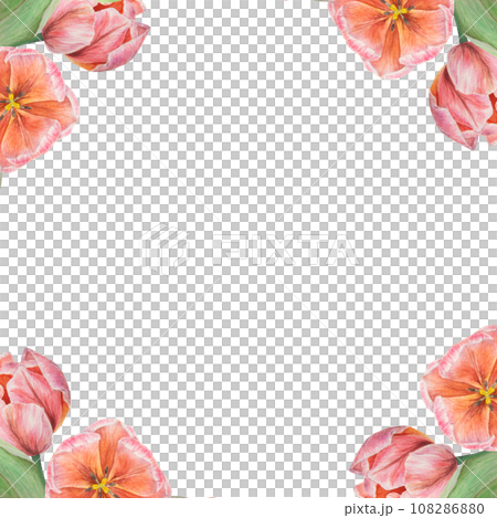 Watercolor realistic botanical illustration of pink tulips frame for your design, wedding print products, paper, invitations, cards, fabric, posters, card for Mother's day, March 8, Easter, festivals 108286880