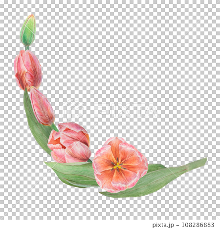 Watercolor realistic botanical illustration of pink tulips. Round frame for your design, wedding print products, paper, invitations, cards, fabric, posters for Mother's day, March 8, Easter, festivals Watercolor realistic botanical illustration of pink tulips. Round frame for your design, wedding print products, paper, invitations, cards, fabric, posters for Mother's day, March 8, Easter, festivals 108286883