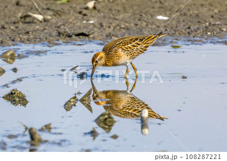 レンコン畑で餌を探すウズラシギ レンコン畑で餌を探すウズラシギ 108287221