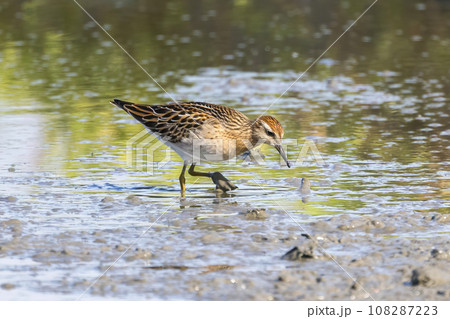 レンコン畑で餌を探すウズラシギ レンコン畑で餌を探すウズラシギ 108287223
