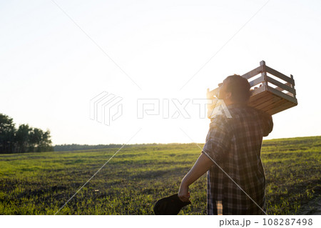 Throwing a box with vegetables on his shoulder, a male farmer walks across the field at sunset on a clear day. View from the back. The farmer harvested vegetables on the field in a wooden box. 108287498