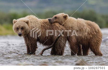 Brown Bear Fishing for Sockeye Salmon in Alaksa  108287501