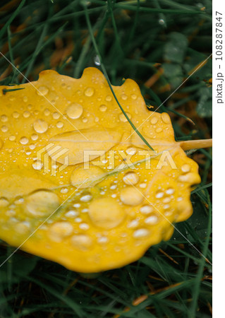 Fallen yellow leaves with dew. Autumn aspen leaves. water drops on leaves of tree close-up Fallen yellow leaves with dew. Autumn aspen leaves. water drops on leaves of tree close-up 108287847