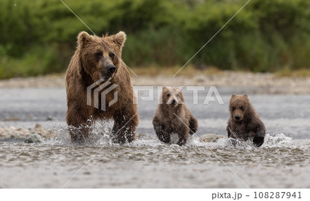 Brown Bear Fishing for Sockeye Salmon in Alaksa Brown Bear Fishing for Sockeye Salmon in Alaksa 108287941