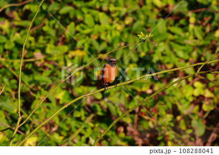 枝にとまるジョウビタキ 108288041