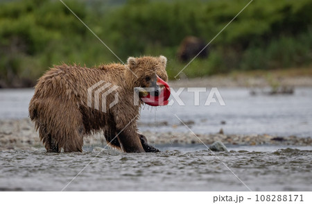 Brown Bear Fishing for Sockeye Salmon in Alaksa  108288171