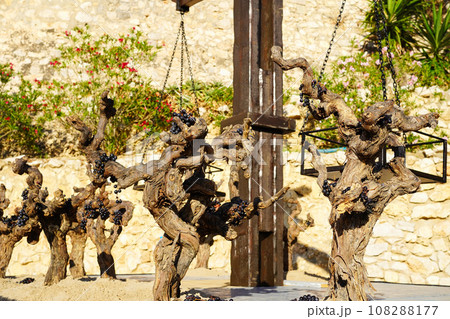 スペイン カタルーニャ地方の葡萄の木のクローズアップ スペイン カタルーニャ地方の葡萄の木のクローズアップ 108288177