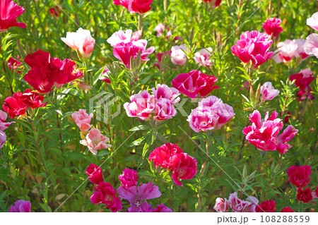 【ゴデチア畑】 【ゴデチア畑】 108288559