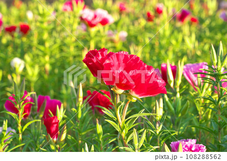 【ゴデチア畑】 108288562