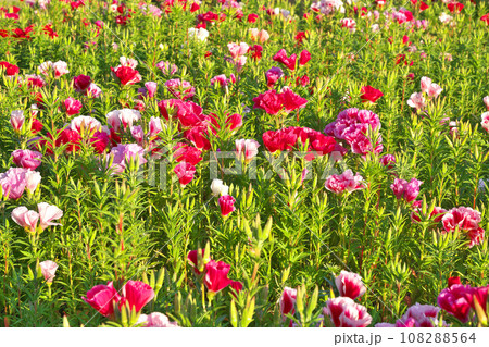 【ゴデチア畑】 108288564