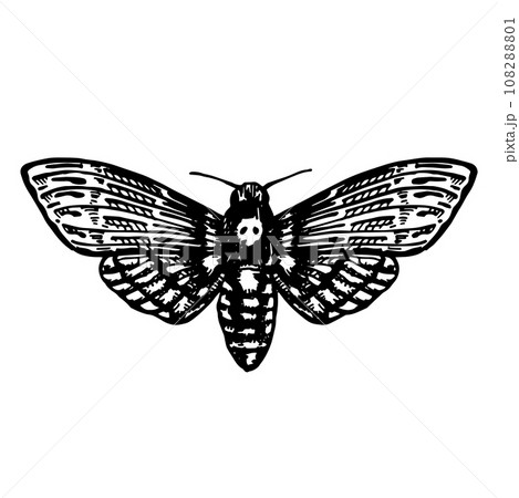 vector illustration. graphic drawing of a nocturnal butterfly, trifle. dead head, hawk dead head. black and white drawing a symbol of esotericism, gothic, mysticism, witchcraft vector illustration. graphic drawing of a nocturnal butterfly, trifle. dead head, hawk dead head. black and white drawing a symbol of esotericism, gothic, mysticism, witchcraft 108288801