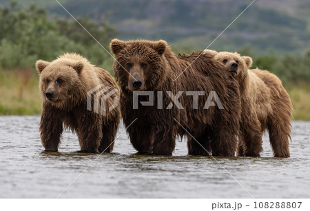 Brown Bear Fishing for Sockeye Salmon in Alaksa Brown Bear Fishing for Sockeye Salmon in Alaksa 108288807
