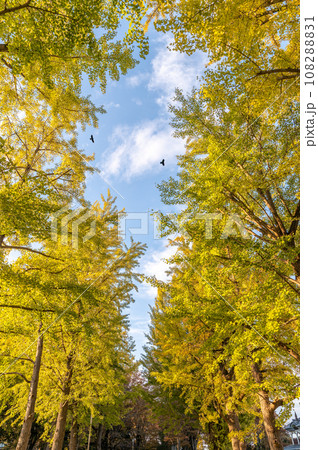 茨城県水戸市　秋の茨城県立歴史館の銀杏並木 108288831