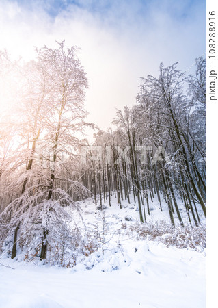 Sense growth of young deciduous trees covered in snow during winter. Black and white photography. Sense growth of young deciduous trees covered in snow during winter. Black and white photography. 108288916