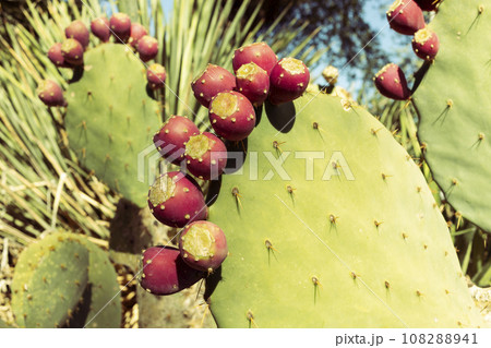 Opuntia, Closeup Many Edible Yummy Prickly Pear Cactus. Exotic Flavorful Fruit And Showy Flower. Bio Food, Organic 108288941