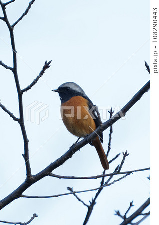 オスのジョウビダキ 108290443