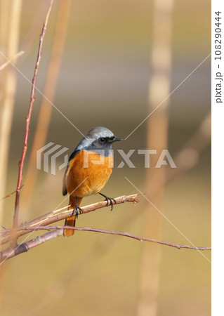 オスのジョウビダキ 108290444