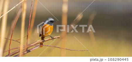 オスのジョウビダキ 108290445