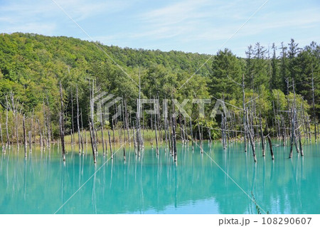 【動画あり】北海道の風景・美瑛青い池(北海道上川郡美瑛町) 【動画あり】北海道の風景・美瑛青い池(北海道上川郡美瑛町) 108290607