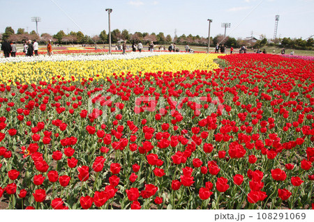 チューリップ　なばなの里　三重県桑名市長島町 108291069