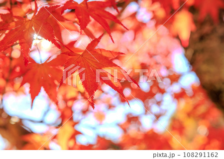 真っ赤な紅葉(秋のイメージ) 真っ赤な紅葉(秋のイメージ) 108291162