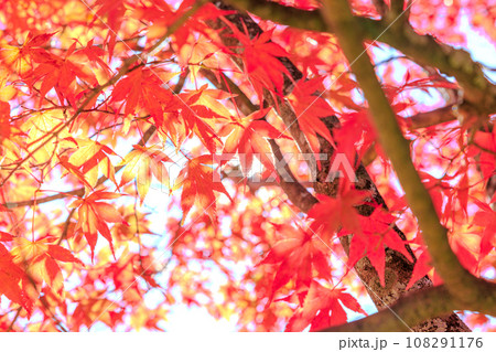 真っ赤な紅葉（秋のイメージ） 108291176