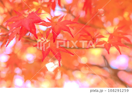鮮やかな紅葉　秋のイメージ 108291259