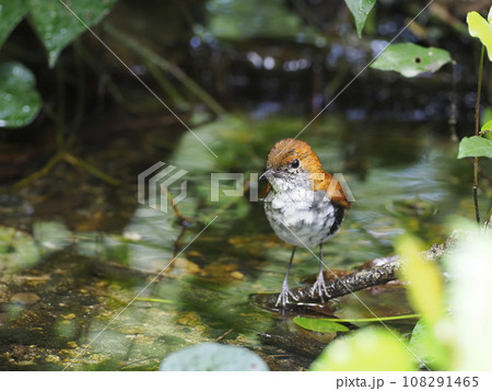 アカヒゲ 108291465