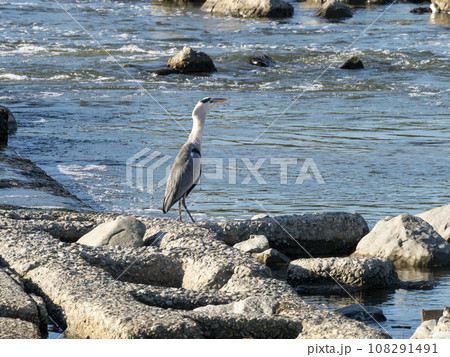 大和川の柏原堰堤とアオサギ 108291491