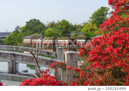 長岡天満宮　満開のキリシマツツジ　錦水亭（京都府長岡京市） 108291499