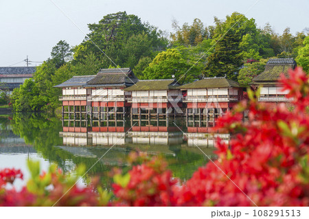 長岡天満宮　満開のキリシマツツジ　錦水亭（京都府長岡京市） 108291513