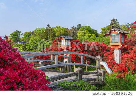 長岡天満宮　満開のキリシマツツジ　中堤（京都府長岡京市） 108291520