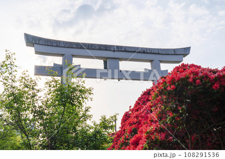 長岡天満宮　満開のキリシマツツジ　正面大鳥居（京都府長岡京市） 108291536