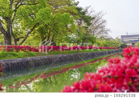 長岡天満宮　満開のキリシマツツジ　八条ヶ池（京都府長岡京市） 108291538