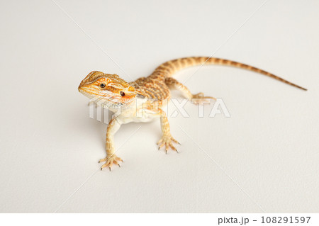 Bearded dragon, pogona vitticeps, isolated on white background, Tiger Pattern Morphs. Professional studio macro photography on isolated white background Bearded dragon, pogona vitticeps, isolated on white background, Tiger Pattern Morphs. Professional studio macro photography on isolated white background 108291597