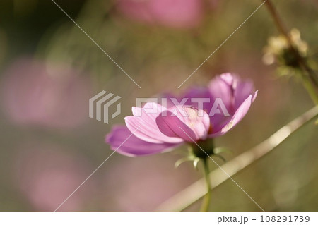 夕方のコスモス　ピンクの花 108291739