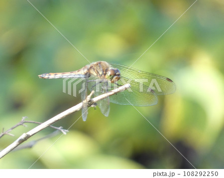 川原で羽を休める赤とんぼ 川原で羽を休める赤とんぼ 108292250