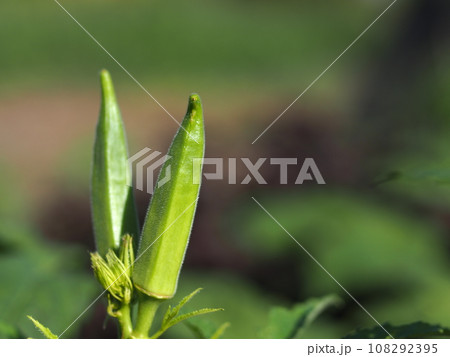畑のオクラの生態写真 108292395