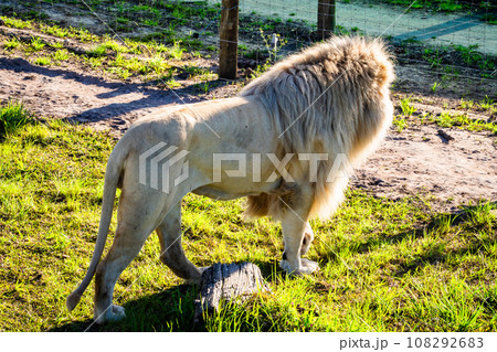 White lion in Tenikwa Wildlife Rehabilitation and Awareness Centre in Plettenberg Bay, South Africa White lion in Tenikwa Wildlife Rehabilitation and Awareness Centre in Plettenberg Bay, South Africa 108292683