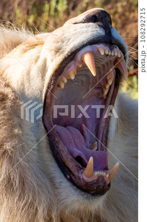 White lion in Tenikwa Wildlife Rehabilitation and Awareness Centre in Plettenberg Bay, South Africa White lion in Tenikwa Wildlife Rehabilitation and Awareness Centre in Plettenberg Bay, South Africa 108292715