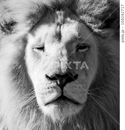 White lion in Tenikwa Wildlife Rehabilitation and Awareness Centre in Plettenberg Bay, South Africa White lion in Tenikwa Wildlife Rehabilitation and Awareness Centre in Plettenberg Bay, South Africa 108292717