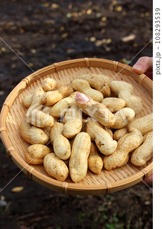 生落花生(1) 108293539