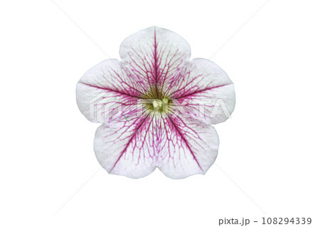 White and Pink flower of petunia isolated on white. Top view. White and Pink flower of petunia isolated on white. Top view. 108294339