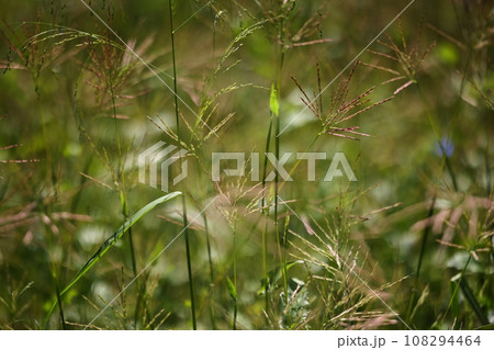 自然　植物　コブナグサ、十一月。赤く色付いた花軸が目立つようになります 108294464