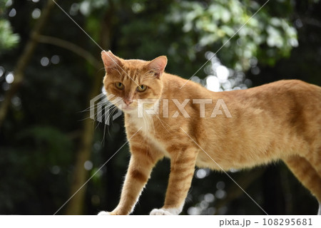 さくら猫 108295681