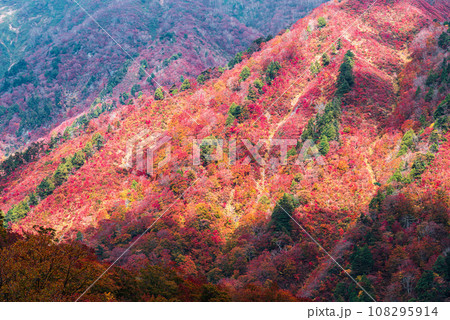 谷川岳から見た紅葉 108295914